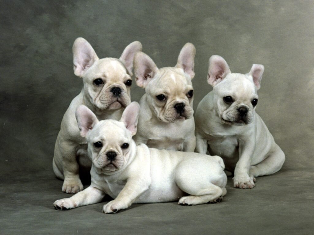 french bulldog puppies for sale